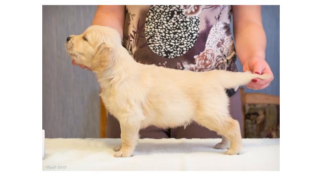 Щенки золотистого ретривера в питомнике Goldberry Щенки золотистого ретривера в питомнике Goldberry