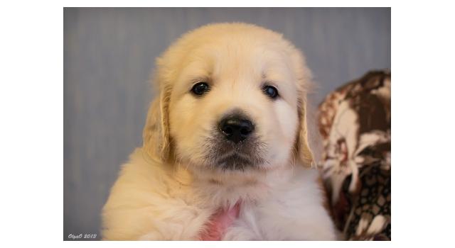 Щенки золотистого ретривера в питомнике Goldberry Щенки золотистого ретривера в питомнике Goldberry