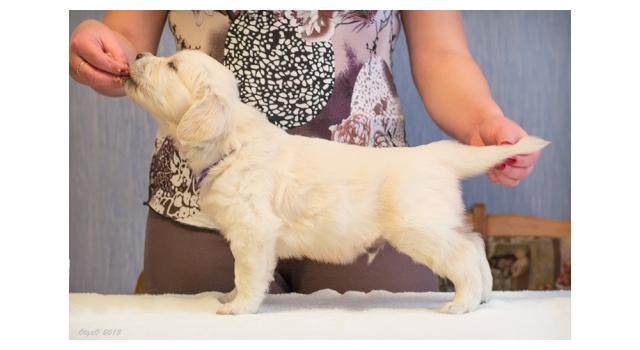 Щенки золотистого ретривера в питомнике Goldberry Щенки золотистого ретривера в питомнике Goldberry