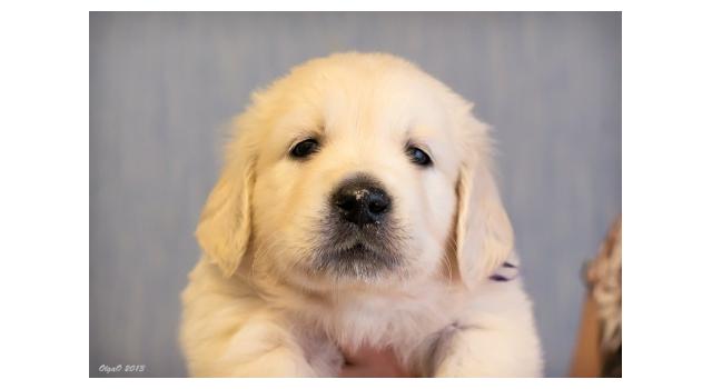 Щенки золотистого ретривера в питомнике Goldberry Щенки золотистого ретривера в питомнике Goldberry