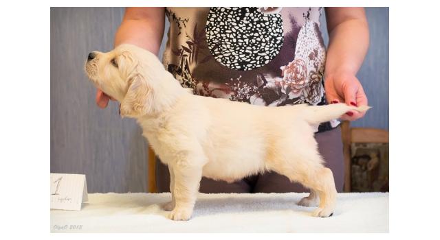 Щенки золотистого ретривера в питомнике Goldberry Щенки золотистого ретривера в питомнике Goldberry