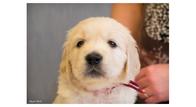 Щенки золотистого ретривера в питомнике Goldberry Щенки золотистого ретривера в питомнике Goldberry