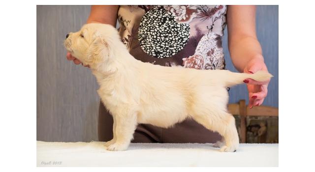 Щенки золотистого ретривера в питомнике Goldberry Щенки золотистого ретривера в питомнике Goldberry