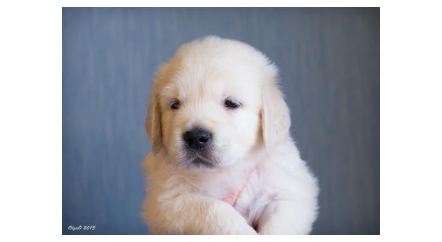 Щенки золотистого ретривера в питомнике Goldberry Щенки золотистого ретривера в питомнике Goldberry