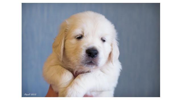 Щенки золотистого ретривера в питомнике Goldberry Щенки золотистого ретривера в питомнике Goldberry