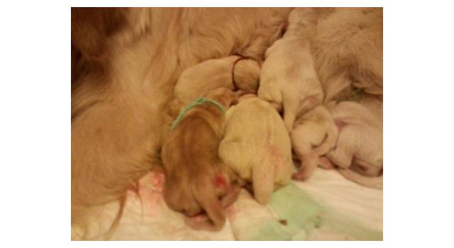 Щенки в питомнике Goldberry Щенки в питомнике Goldberry