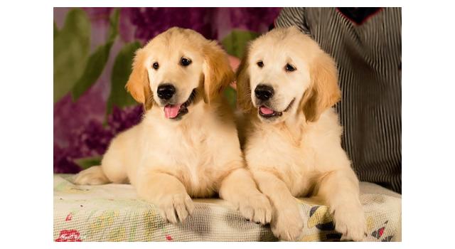 Щенки в питомнике Goldberry Щенки в питомнике Goldberry