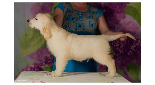 Щенки золотистого ретривера в питомнике Goldberry Щенки золотистого ретривера в питомнике Goldberry