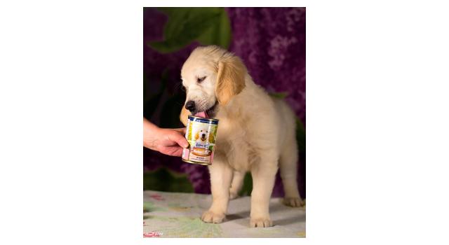 Щенки золотистого ретривера в питомнике Goldberry Щенки золотистого ретривера в питомнике Goldberry