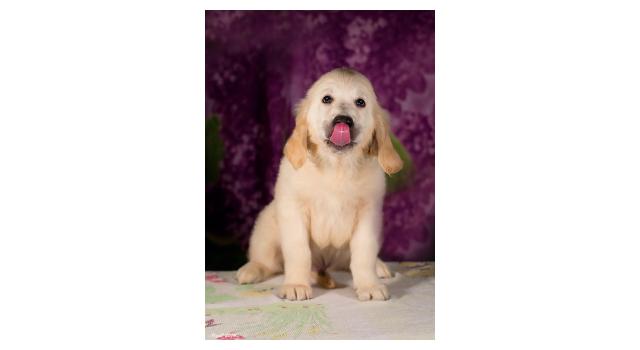 Щенки золотистого ретривера в питомнике Goldberry Щенки золотистого ретривера в питомнике Goldberry