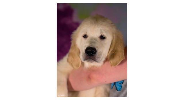 Щенки золотистого ретривера в питомнике Goldberry Щенки золотистого ретривера в питомнике Goldberry