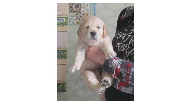 Щенки золотистого ретривера в питомнике Goldberry Щенки золотистого ретривера в питомнике Goldberry