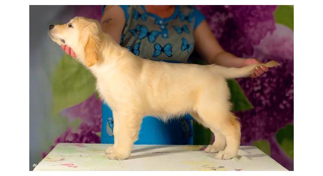 Щенки золотистого ретривера в питомнике Goldberry Щенки золотистого ретривера в питомнике Goldberry