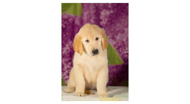 Щенки золотистого ретривера в питомнике Goldberry Щенки золотистого ретривера в питомнике Goldberry