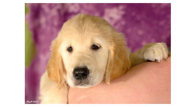 Щенки золотистого ретривера в питомнике Goldberry Щенки золотистого ретривера в питомнике Goldberry