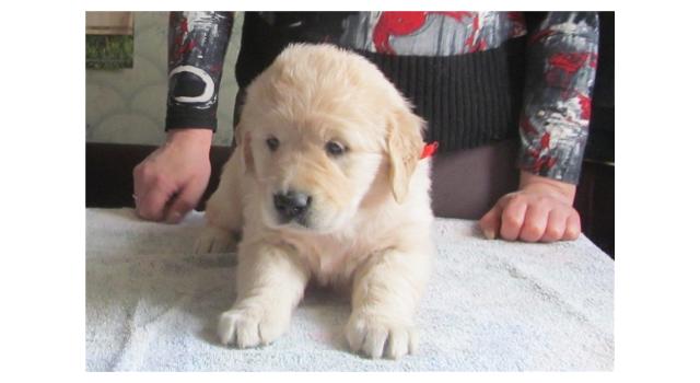 Щенки золотистого ретривера в питомнике Goldberry Щенки золотистого ретривера в питомнике Goldberry