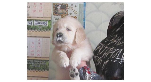 Щенки золотистого ретривера в питомнике Goldberry Щенки золотистого ретривера в питомнике Goldberry