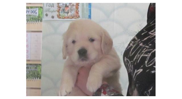 Щенки золотистого ретривера в питомнике Goldberry Щенки золотистого ретривера в питомнике Goldberry