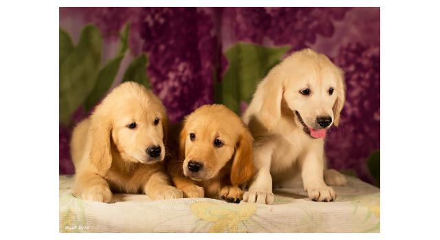 Щенки в питомнике Goldberry Щенки в питомнике Goldberry