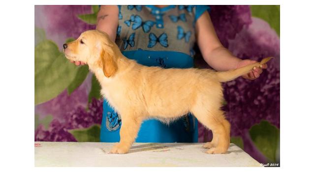 Щенки золотистого ретривера в питомнике Goldberry Щенки золотистого ретривера в питомнике Goldberry