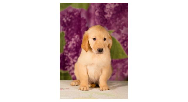 Щенки золотистого ретривера в питомнике Goldberry Щенки золотистого ретривера в питомнике Goldberry