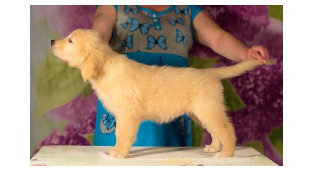 Щенки золотистого ретривера в питомнике Goldberry Щенки золотистого ретривера в питомнике Goldberry