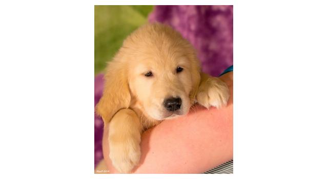 Щенки золотистого ретривера в питомнике Goldberry Щенки золотистого ретривера в питомнике Goldberry