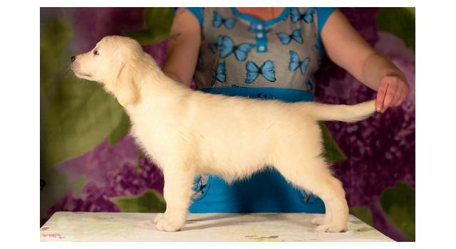 Щенки золотистого ретривера в питомнике Goldberry Щенки золотистого ретривера в питомнике Goldberry