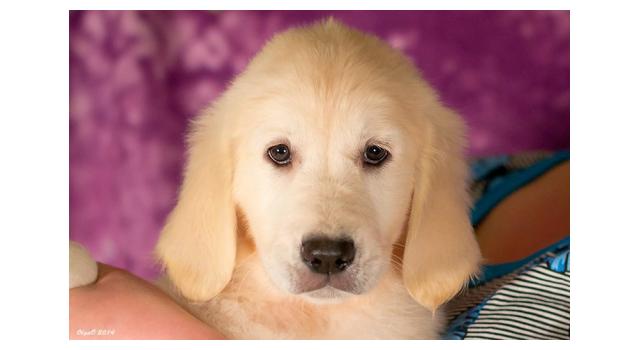 Щенки золотистого ретривера в питомнике Goldberry Щенки золотистого ретривера в питомнике Goldberry