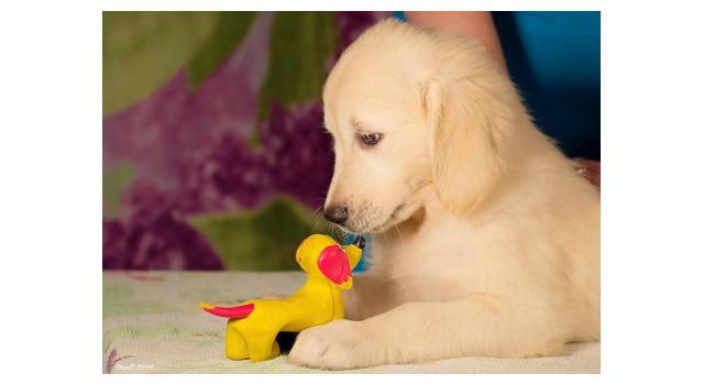 Щенки золотистого ретривера в питомнике Goldberry Щенки золотистого ретривера в питомнике Goldberry