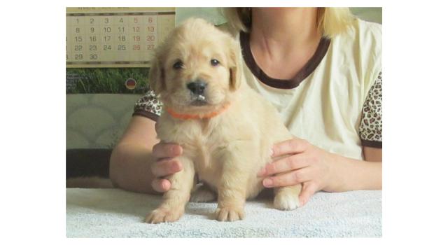 Щенки золотистого ретривера в питомнике Goldberry Щенки золотистого ретривера в питомнике Goldberry