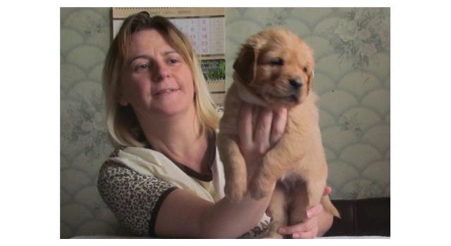 Щенки золотистого ретривера в питомнике Goldberry Щенки золотистого ретривера в питомнике Goldberry