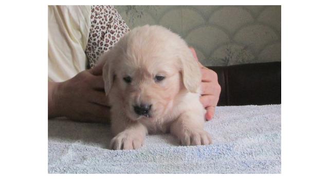 Щенки золотистого ретривера в питомнике Goldberry Щенки золотистого ретривера в питомнике Goldberry