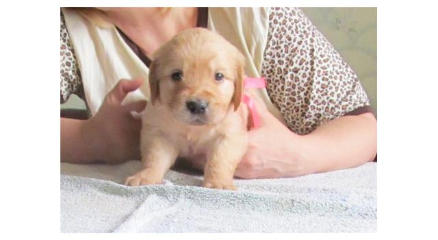 Щенки золотистого ретривера в питомнике Goldberry Щенки золотистого ретривера в питомнике Goldberry