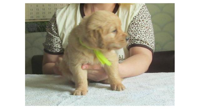 Щенки золотистого ретривера в питомнике Goldberry Щенки золотистого ретривера в питомнике Goldberry