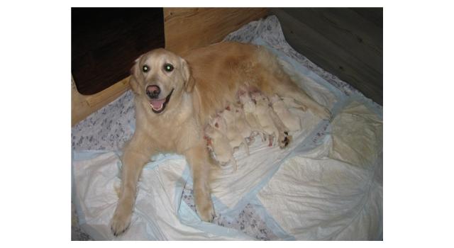 Щенки в питомнике Goldberry Щенки в питомнике Goldberry