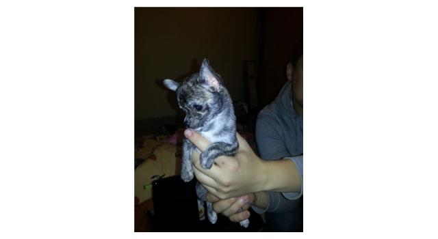 Щенки золотистого ретривера в питомнике Goldberry Щенки золотистого ретривера в питомнике Goldberry