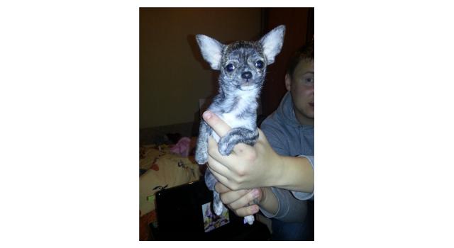 Щенки золотистого ретривера в питомнике Goldberry Щенки золотистого ретривера в питомнике Goldberry