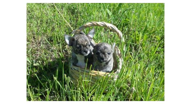 Щенки в питомнике Goldberry Щенки в питомнике Goldberry