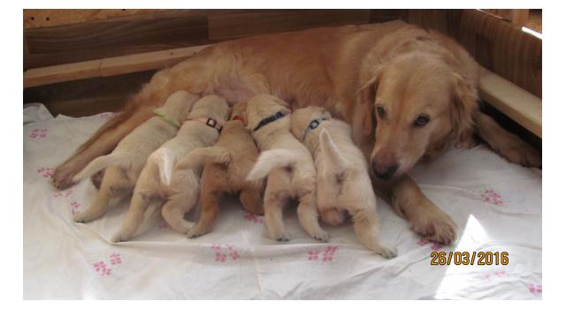 Щенки в питомнике Goldberry Щенки в питомнике Goldberry