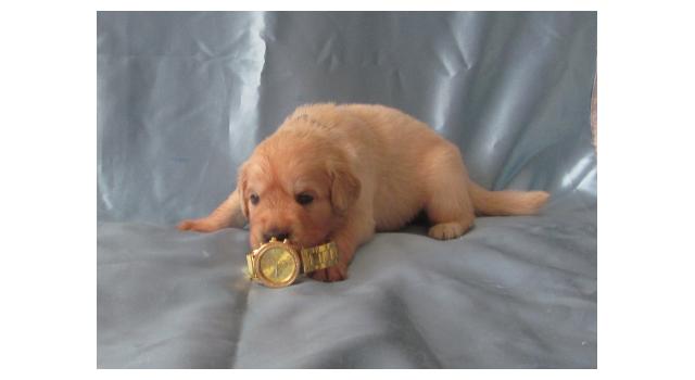 Щенки золотистого ретривера в питомнике Goldberry Щенки золотистого ретривера в питомнике Goldberry