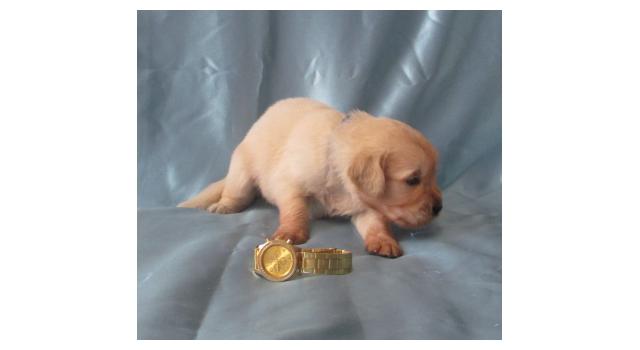 Щенки золотистого ретривера в питомнике Goldberry Щенки золотистого ретривера в питомнике Goldberry