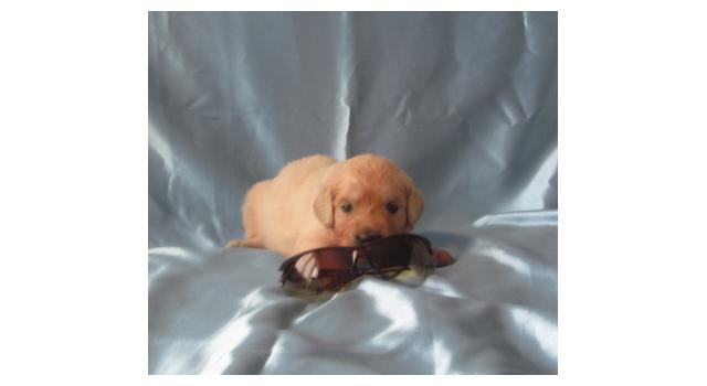 Щенки золотистого ретривера в питомнике Goldberry Щенки золотистого ретривера в питомнике Goldberry