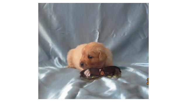 Щенки золотистого ретривера в питомнике Goldberry Щенки золотистого ретривера в питомнике Goldberry