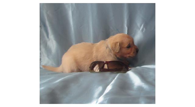 Щенки золотистого ретривера в питомнике Goldberry Щенки золотистого ретривера в питомнике Goldberry