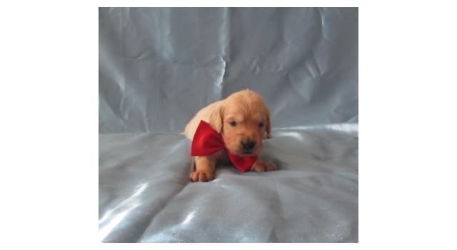 Щенки золотистого ретривера в питомнике Goldberry Щенки золотистого ретривера в питомнике Goldberry