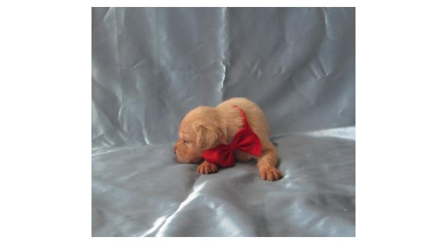 Щенки золотистого ретривера в питомнике Goldberry Щенки золотистого ретривера в питомнике Goldberry