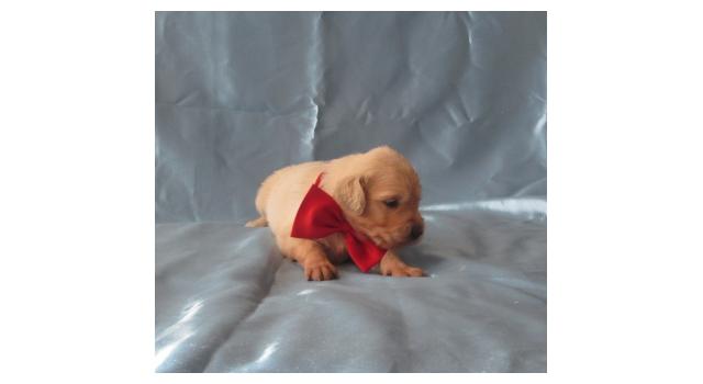 Щенки золотистого ретривера в питомнике Goldberry Щенки золотистого ретривера в питомнике Goldberry