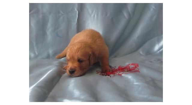 Щенки золотистого ретривера в питомнике Goldberry Щенки золотистого ретривера в питомнике Goldberry