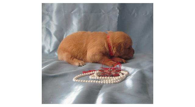 Щенки золотистого ретривера в питомнике Goldberry Щенки золотистого ретривера в питомнике Goldberry